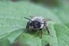 Andrena sp.